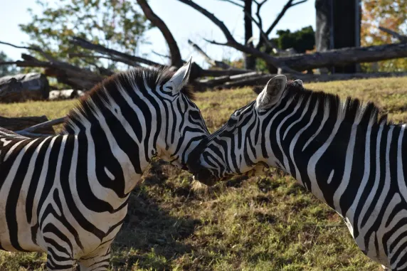 Casinia Casino Suporte